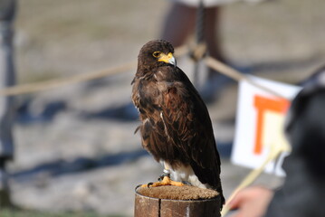 Orzeł © Paulina Bielecka