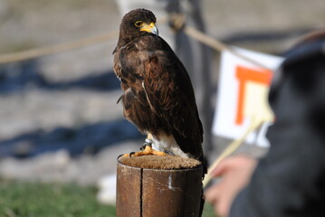 Orzeł © Paulina Bielecka