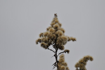 Nature © Paulina Bielecka