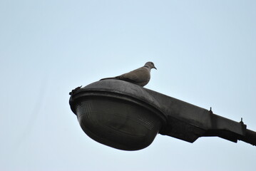 Pigeon on lamp © Paulina Bielecka
