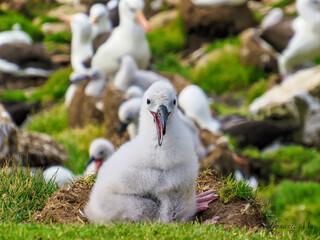 Black Browed Albatross Chick © Tiphanie