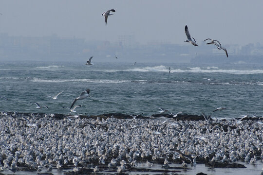 荒れた海岸に群れるカモメ