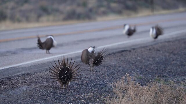 Greater Sage Grouse lek as males strut on a road at dawn in Utah.