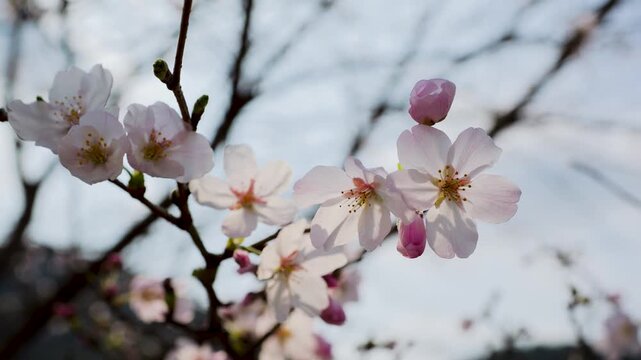 桜