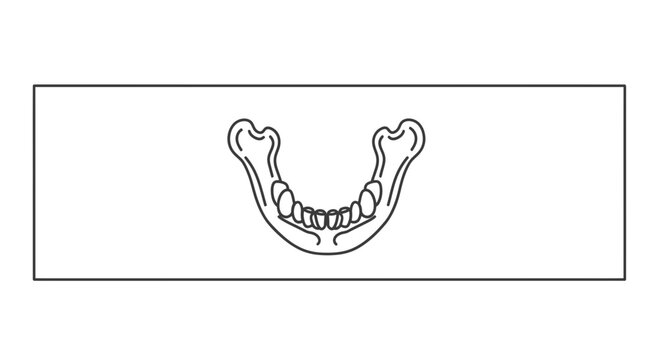 Clear anatomical line illustration of human mandible with teeth structure