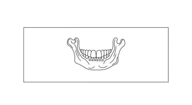 Detailed human lower jaw illustration showcasing mandible and full dentition anatomy