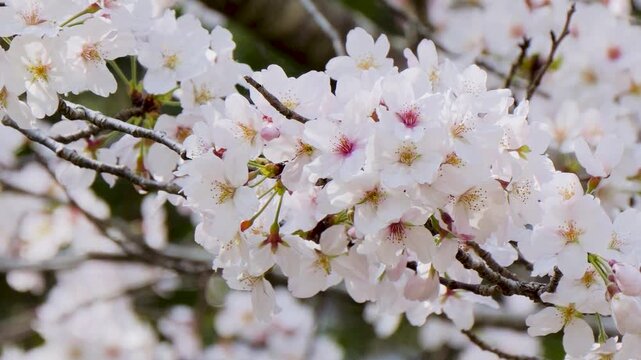 桜