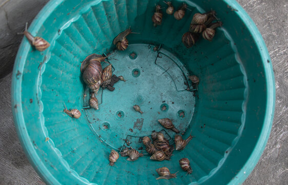 High-angle shot of Giant African Land Snails in a green plastic pot. Group of mollusks with patterned shells, ideal for heliciculture, biology, and invasive species themes.