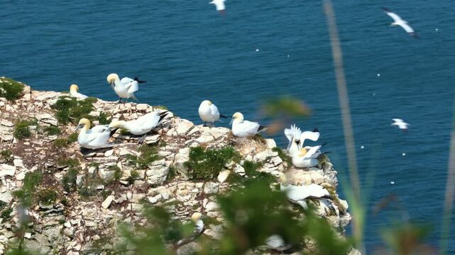 Seabirds nesting on rocky cliff, including gannets and gulls, with chicks and nests, showing wildlife behavior in natural coastal habitat.