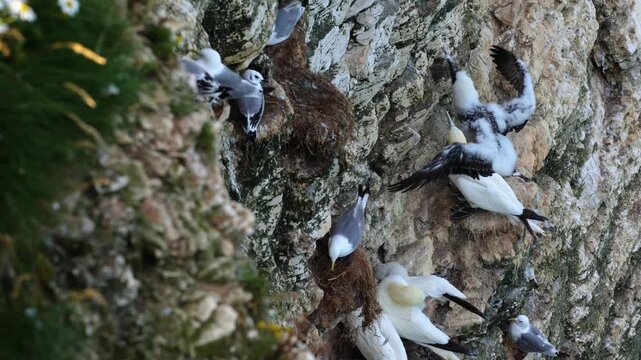Seabirds nesting on rocky cliff, including gannets and gulls, with chicks and nests, showing wildlife behavior in natural coastal habitat.