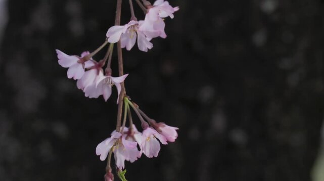 Tokyo, Japan - March 30, 2026: closeup of Pendula Maxim or weeping cherry blossoms in full bloom at dawn
