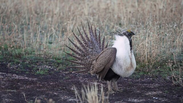 Close up of a Greater Sage Grouse male as it struts in Utah.