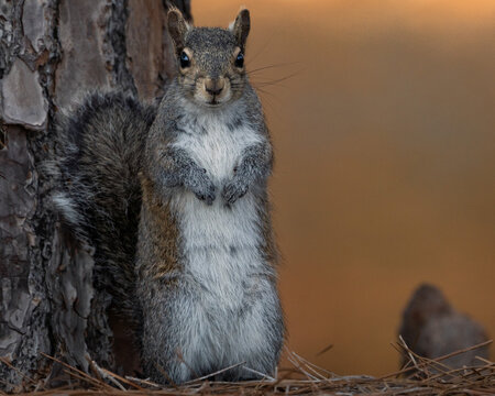 Wild squirrel in natural habitat, captured in various poses such as climbing, feeding, and observing. Close-up and environmental shots showing animal behavior, texture, and detail in soft natural ligh