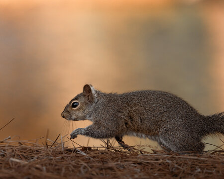 Wild squirrel in natural habitat, captured in various poses such as climbing, feeding, and observing. Close-up and environmental shots showing animal behavior, texture, and detail in soft natural ligh