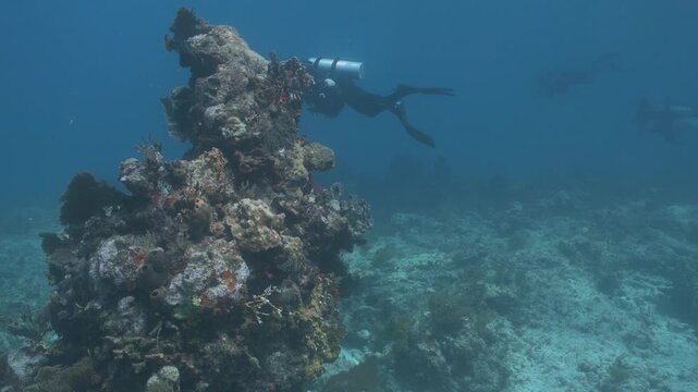 Scuba diver exploring a large coral reef column underwater