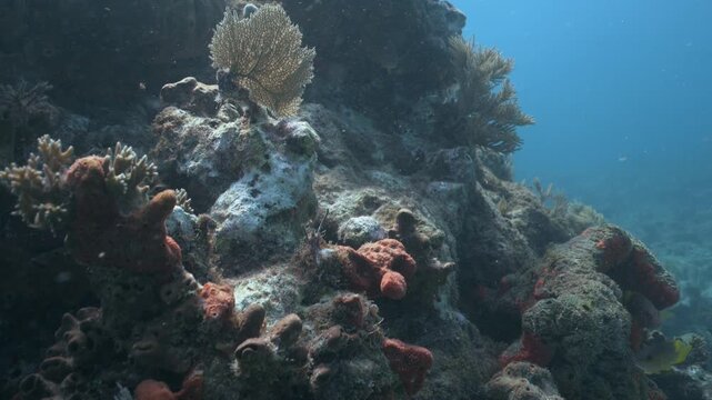 Tropical fish swimming around a coral reef in the ocean