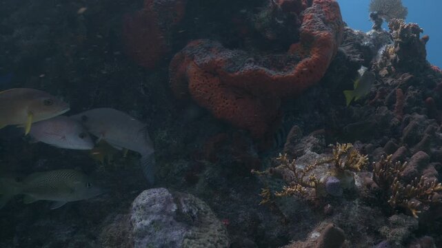 Tropical fish swimming around a coral reef underwater
