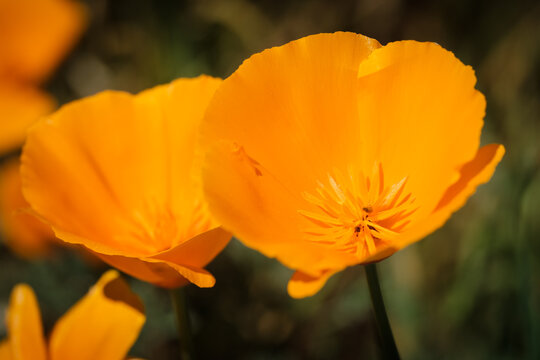 California Golden Poppies in blo