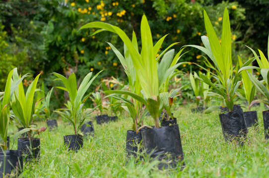Palm oil seedlings which will be used for replanting. 