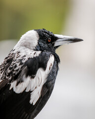 Fototapeta premium close up of a magpie in the rain 