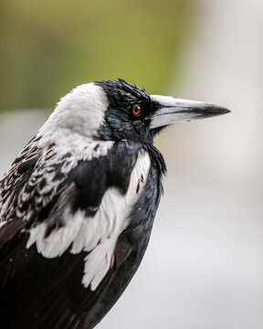 close up of a magpie in the rain 