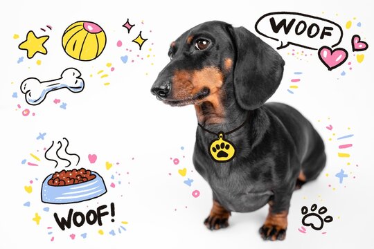 A black and tan dachshund wearing a yellow paw tag sits on a white background surrounded by playful doodles of dog food, toys, bones, hearts, and the word woof