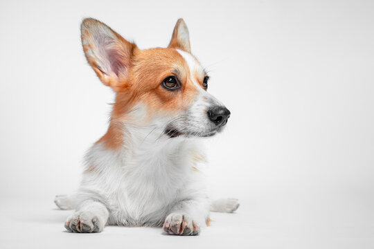 Corgi dog lying down on a seamless white studio background with paws forward, tan and white coat and alert ears, looking to the side in a clean minimal pet portrait with generous copy space