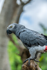 Obraz premium African Grey Parrot (Psittacus erithacus) sitting on a tree and spreading its wings, native to West Africa