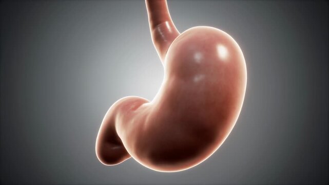 Detailed 3D Render of Human Stomach Anatomy Illustration