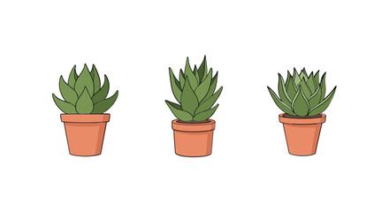 Fototapeta premium Three small potted succulent plants.