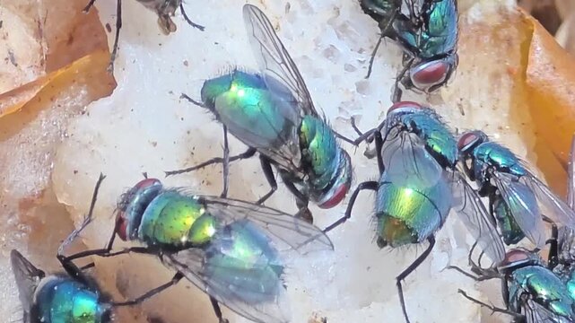 


Detail of iridescent green bottle flies swarming on waste food.21

