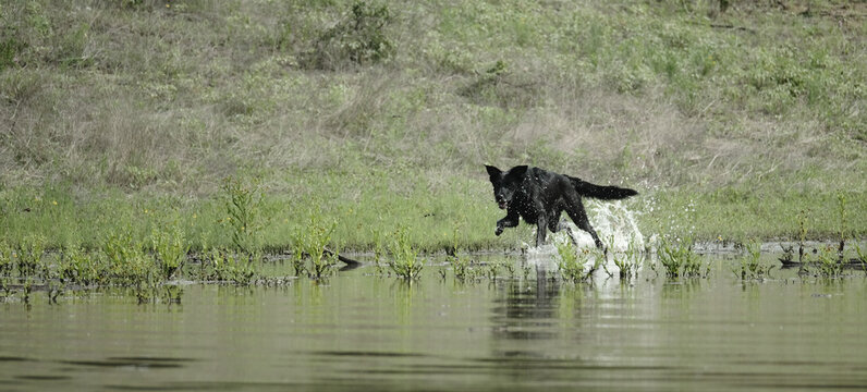 Black dog in action playing and running in water outdoors, active pet lifestyle banner with copy space on background.