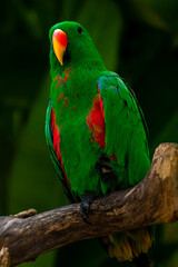 Fototapeta premium Male eclectus parrot - eclectus roratus- perched on a tree branch in the nature park of port Moresby, Papua new guinea