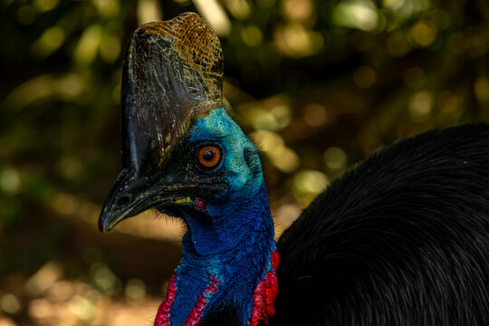 Portrait of a Cassowaries , a type of bird native in the tropical forests of New Guinea Papua New Guinea and Indonesia , East Nusa Tenggara