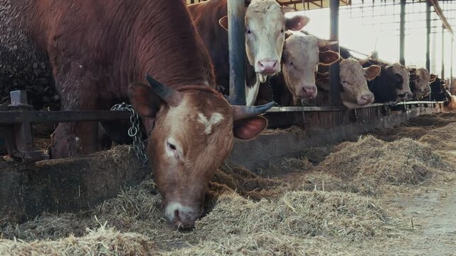 Sacrificial Cows For Qurban Feeding In A Turkish Livestock Farm