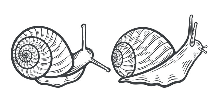 Two snails, top, side view, slugs crawling, lines, hand-drawn, black and white, graphic illustration, engraving isolated