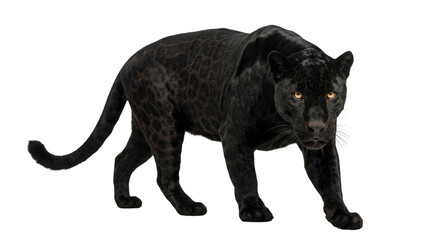 Naklejka premium Black Panther Walking Isolated On White Background, Wild Animal