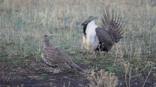 Greater Sage Grouse lek, as male struts next to a female as she watches in the Utah wilderness.