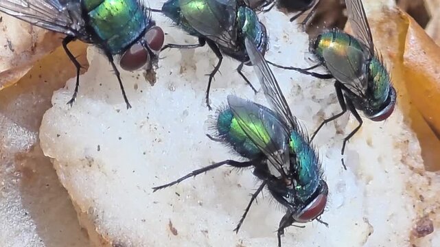 

Detail of iridescent green bottle flies swarming on waste food.23

 