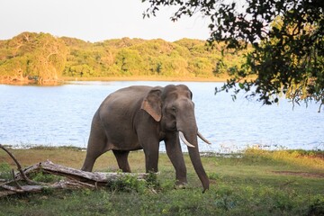 Fototapeta premium Asian Elephant Grazing by a Scenic Lake at Sunset, Sri Lanka