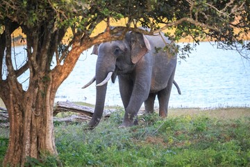 Fototapeta premium Asian Elephant Grazing by a Scenic Lake at Sunset, Sri Lanka