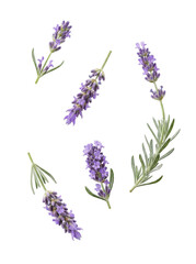 Scattered lavender flowers and green leaves, a versatile botanical element with transparent background. © Glenn