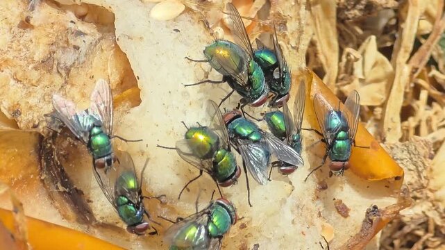 


Detail of iridescent green bottle flies swarming on waste food.24

 