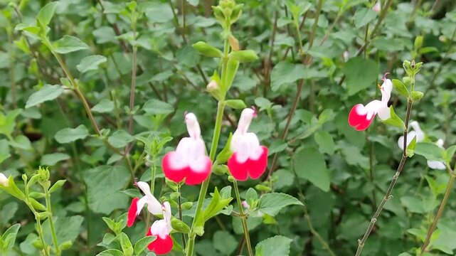 Beautiful, small, two-toned, bell-shaped flowers placed in the garden.Bonitas y peque&ntilde;as flores&nbsp; de&nbsp; dos colores en forma de campana, colocadas en el jard&iacute;n.(76)