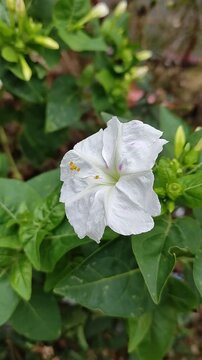 Beautiful white bellflowers blooming in the garden in spring, perfect for gifting.Hermosas flores de campanillas de color blanco floreciendo en el jard&iacute;n en la primavera para regalar.(101).