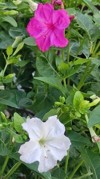 A shrub with bright purple flowers blooming in the garden.Un arbusto de flores de color morado brillante floreciendo en el jard&iacute;n.(416)