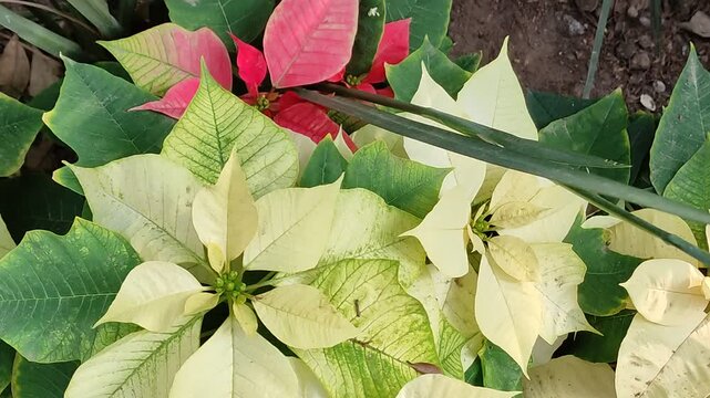 A close-up of beautiful red and green flowers, elegant for this Christmas.El primer plano de unas bellas flores rojas y verdes de chebuenas elegantes&nbsp; para esta Navidad.(444)