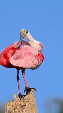 Beautiful pink flamingo or roseate spoonbill standing in the sun.