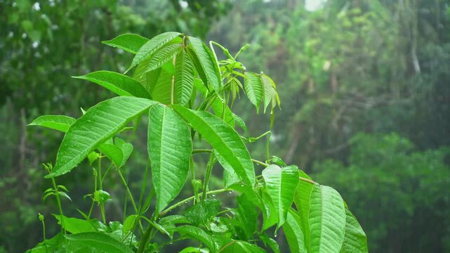 green leaves in the forest