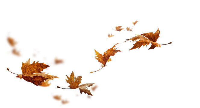 leaf leaves isolated autumn winter season background falling fall platanus tree wid air w